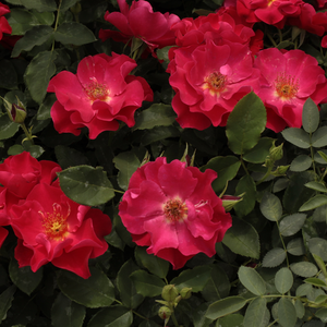 Rdeča - Vrtnice Floribunda